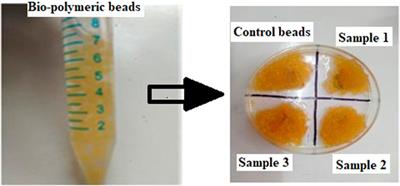 Fabrication and evaluation of herbal beads to slow cell ageing